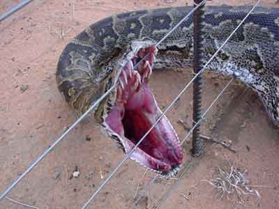 electric-fence-snake1