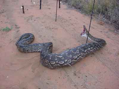 electric-fence-snake2