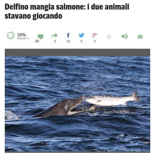 delfinomangiasalmone