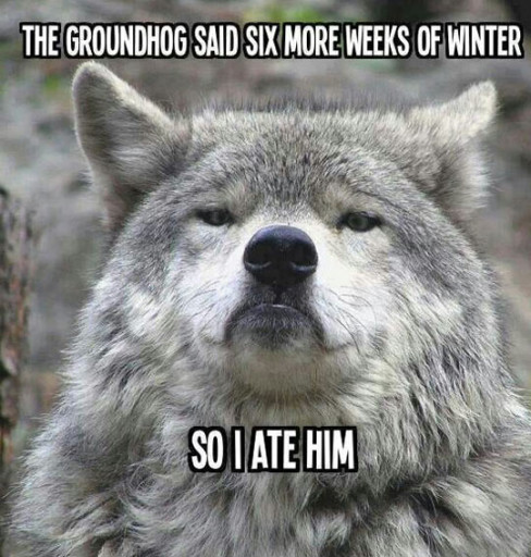 The-Groundhog-Said-Six-More-Weeks-Of-Winter-Funny-Wolf-Picture