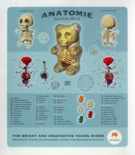 brainobrain_gummi_bear_anatomy