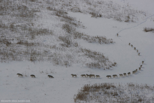 Episode 1 - Spring. PICTURE SHOWS: A sea otter and her pup braving the cold of early spring in Alaska.