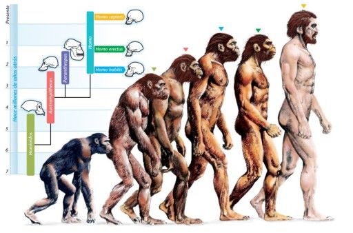 Evoluzione_umana