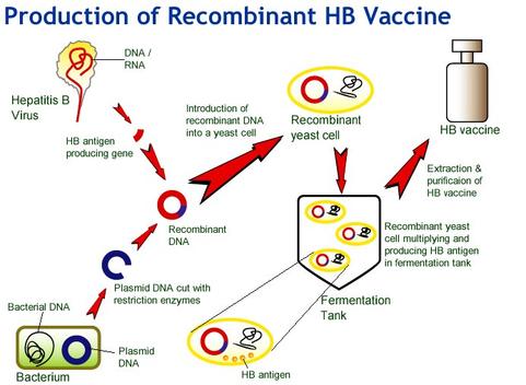 Productions of Recombinant Hepatitis B Vaccine