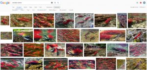 screenshot di google, con immagini che ritraggono pesci simili