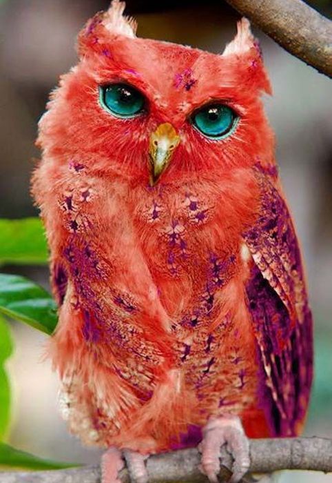 Il Rarissimo Gufo Rosso Bufale Un Tanto Al Chilo